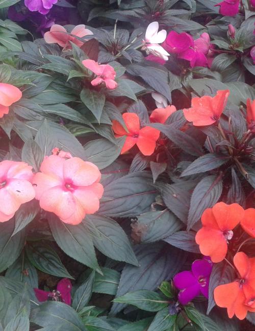 A mix of varieties of flowers